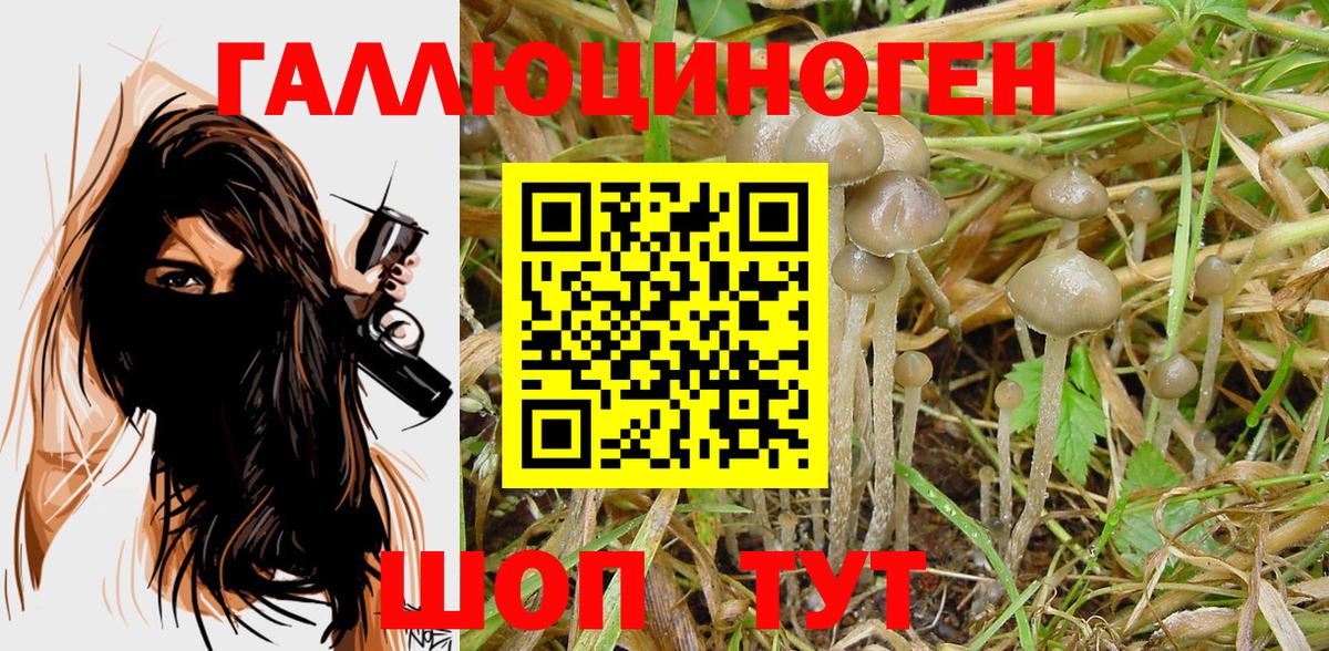 Псилоцибиновые грибы Psilocybine cubensis Курчатов